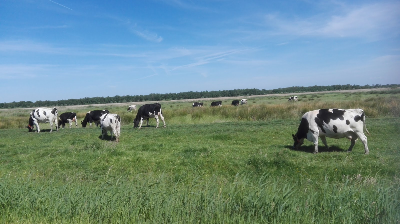 Baars Weesp