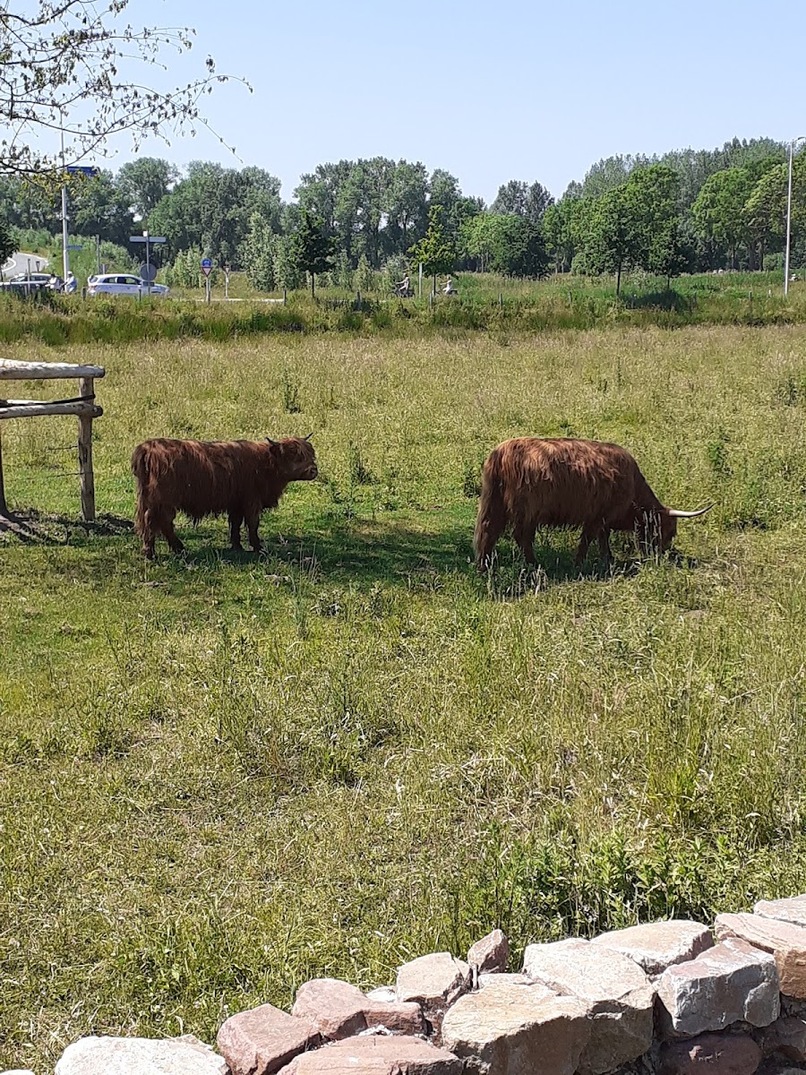 Dijkhoff
