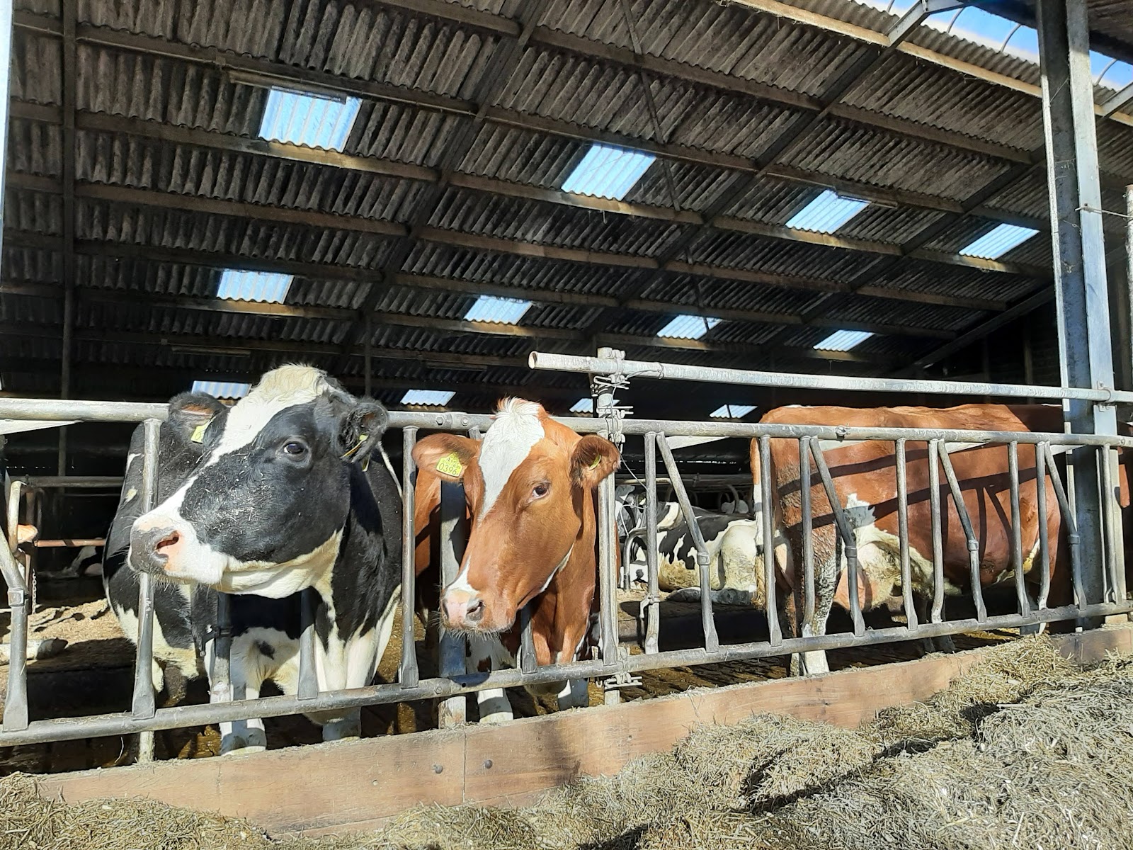 Kaas- en Zuivelboerderij 'De Diervoort'