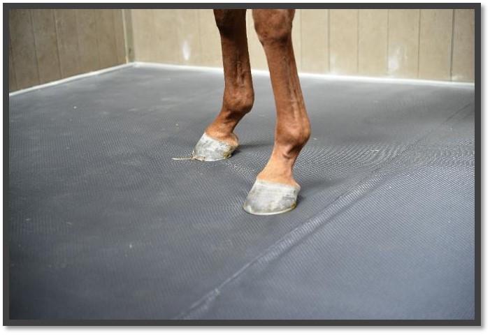 Horse Comfort B.V.